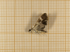  ( - CLV4294)  @13 [ ] Copyright (2012) Olivier Bouteleux Institut National de la Recherche Agronomique, Forestry Zoology