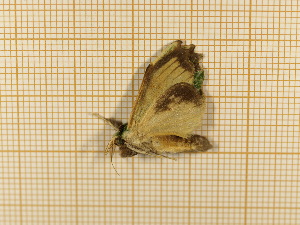  ( - CLV4299)  @12 [ ] Copyright (2012) Olivier Bouteleux Institut National de la Recherche Agronomique, Forestry Zoology