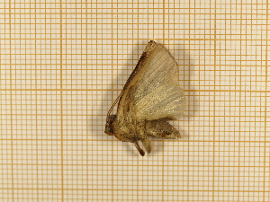  ( - CLV430811)  @12 [ ] Copyright (2012) Olivier Bouteleux Institut National de la Recherche Agronomique, Forestry Zoology
