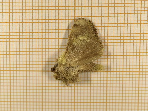  ( - CLV4439)  @12 [ ] Copyright (2012) Olivier Bouteleux Institut National de la Recherche Agronomique, Forestry Zoology