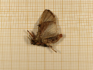  ( - CLV4451)  @12 [ ] Copyright (2012) Olivier Bouteleux Institut National de la Recherche Agronomique, Forestry Zoology