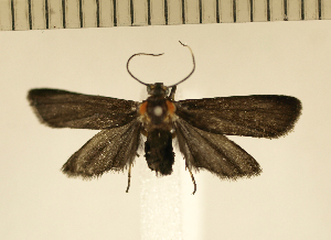  (Odozana floccosa - CLV4668)  @14 [ ] Copyright (2012) Olivier Bouteleux Institut National de la Recherche Agronomique, Forestry Zoology