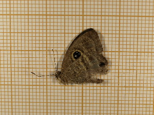  ( - CLV4795)  @12 [ ] Copyright (2012) Olivier Bouteleux Institut National de la Recherche Agronomique, Forestry Zoology