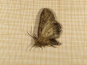  ( - CLV5541)  @13 [ ] Copyright (2012) Olivier Bouteleux Institut National de la Recherche Agronomique, Forestry Zoology