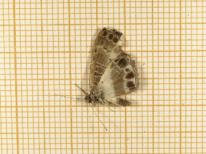  ( - CLV5584)  @12 [ ] Copyright (2012) Olivier Bouteleux Institut National de la Recherche Agronomique, Forestry Zoology