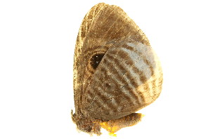 (Mesosemia lacernata - BIOUG00736-H07)  @13 [ ] CreativeCommons - Attribution (2011) CBG Photography Group Centre for Biodiversity Genomics