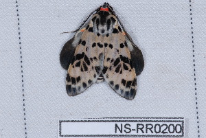  ( - NS-RR0200)  @12 [ ] Copyright (2011) Rodolphe Rougerie University de Rouen