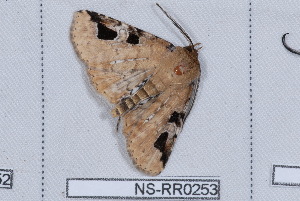  (Triommatodes costinotata - NS-RR0253)  @11 [ ] Copyright (2011) Rodolphe Rougerie University de Rouen