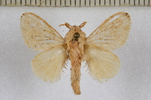  ( - NS-RR0359)  @11 [ ] CreativeCommons - Attribution Share-Alike (2022) Unspecified Museum National d'Histoire Naturelle, Paris