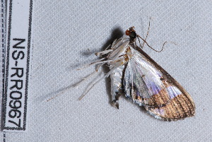  ( - NS-RR0967)  @11 [ ] Copyright (2011) Rodolphe Rougerie University de Rouen