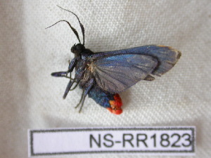  (Dipaenae - NS-RR1823)  @13 [ ] Copyright (2011) Rodolphe Rougerie University de Rouen