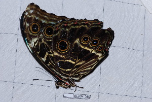  ( - NS-RR1330)  @12 [ ] Copyright (2011) Rodolphe Rougerie University de Rouen