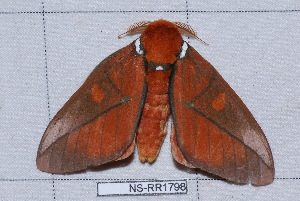  ( - NS-RR1798)  @11 [ ] Copyright (2011) Rodolphe Rougerie University de Rouen