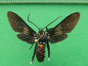  ( - KLM Lep 09957)  @11 [ ] CreativeCommons - Attribution Non-Commercial Share-Alike (2018) Christian Wieser Landesmuseum K&auml;rnten