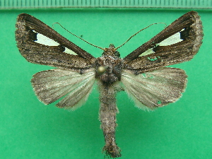  ( - KLM Lep 10398)  @11 [ ] CreativeCommons - Attribution Non-Commercial Share-Alike (2018) Christian Wieser Landesmuseum Kärnten