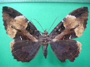  ( - KLM Lep 10671)  @13 [ ] CreativeCommons - Attribution Non-Commercial Share-Alike (2018) Christian Wieser Landesmuseum Kärnten