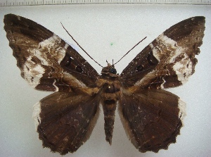  ( - KLM Lep 10678)  @14 [ ] CreativeCommons - Attribution Non-Commercial Share-Alike (2018) Christian Wieser Landesmuseum Kärnten