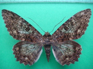  ( - KLM Lep 10682)  @14 [ ] CreativeCommons - Attribution Non-Commercial Share-Alike (2018) Christian Wieser Landesmuseum Kärnten