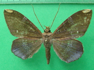  ( - KLM Lep 10707)  @11 [ ] CreativeCommons - Attribution Non-Commercial Share-Alike (2018) Christian Wieser Landesmuseum K&auml;rnten