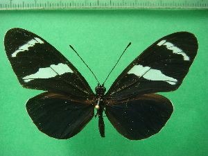  (Heliconius antiochus - KLM Lep 10746)  @11 [ ] CreativeCommons - Attribution Non-Commercial Share-Alike (2018) Christian Wieser Landesmuseum Kärnten