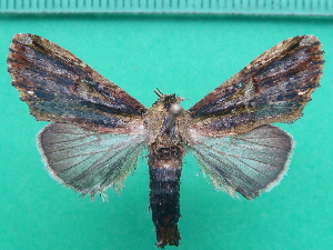  ( - KLM Lep 10895)  @11 [ ] CreativeCommons - Attribution Non-Commercial Share-Alike (2018) Christian Wieser Landesmuseum Kärnten