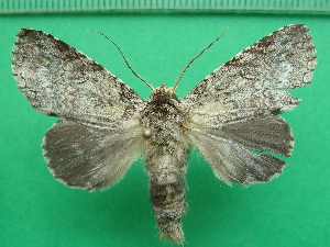  ( - KLM Lep 10965)  @11 [ ] CreativeCommons - Attribution Non-Commercial Share-Alike (2018) Christian Wieser Landesmuseum K&auml;rnten