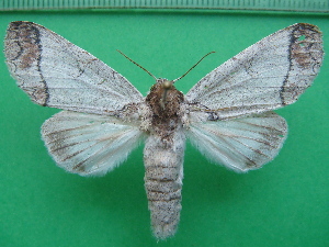  ( - KLM Lep 10981)  @11 [ ] CreativeCommons - Attribution Non-Commercial Share-Alike (2018) Christian Wieser Landesmuseum Kärnten