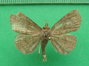  ( - KLM Lep 11202)  @12 [ ] CreativeCommons - Attribution Non-Commercial Share-Alike (2018) Christian Wieser Landesmuseum K&auml;rnten