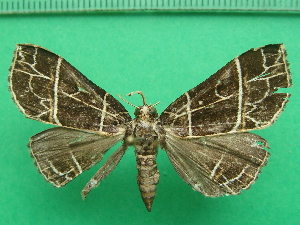  ( - KLM Lep 11247)  @11 [ ] CreativeCommons - Attribution Non-Commercial Share-Alike (2018) Christian Wieser Landesmuseum K&auml;rnten