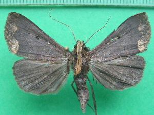  ( - KLM Lep 11261)  @13 [ ] CreativeCommons - Attribution Non-Commercial Share-Alike (2018) Christian Wieser Landesmuseum K&auml;rnten