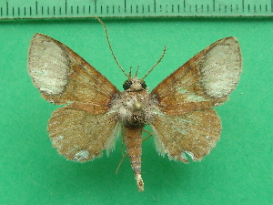  ( - KLM Lep 11301)  @11 [ ] CreativeCommons - Attribution Non-Commercial Share-Alike (2018) Christian Wieser Landesmuseum K&auml;rnten