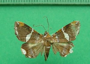  ( - KLM Lep 11321)  @11 [ ] CreativeCommons - Attribution Non-Commercial Share-Alike (2018) Christian Wieser Landesmuseum K&auml;rnten