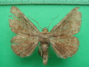  ( - KLM Lep 11428)  @13 [ ] CreativeCommons - Attribution Non-Commercial Share-Alike (2018) Christian Wieser Landesmuseum Kärnten