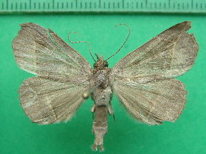  ( - KLM Lep 11467)  @11 [ ] CreativeCommons - Attribution Non-Commercial Share-Alike (2018) Christian Wieser Landesmuseum K&auml;rnten