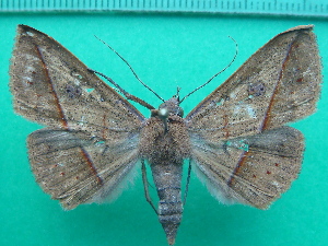  ( - KLM Lep 11614)  @11 [ ] CreativeCommons - Attribution Non-Commercial Share-Alike (2018) Christian Wieser Landesmuseum K&auml;rnten