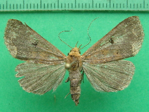  ( - KLM Lep 11619)  @13 [ ] CreativeCommons - Attribution Non-Commercial Share-Alike (2018) Christian Wieser Landesmuseum K&auml;rnten