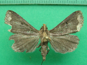  ( - KLM Lep 11620)  @13 [ ] CreativeCommons - Attribution Non-Commercial Share-Alike (2018) Christian Wieser Landesmuseum K&auml;rnten