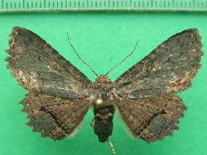  ( - KLM Lep 11628)  @13 [ ] CreativeCommons - Attribution Non-Commercial Share-Alike (2018) Christian Wieser Landesmuseum K&auml;rnten