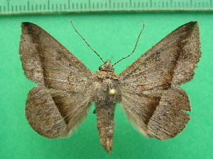  ( - KLM Lep 11629)  @13 [ ] CreativeCommons - Attribution Non-Commercial Share-Alike (2018) Christian Wieser Landesmuseum K&auml;rnten