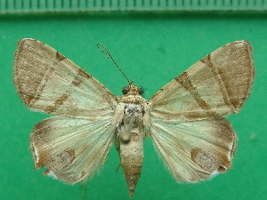  ( - KLM Lep 11645)  @11 [ ] CreativeCommons - Attribution Non-Commercial Share-Alike (2018) Christian Wieser Landesmuseum K&auml;rnten