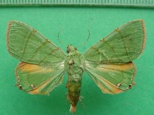  ( - KLM Lep 11740)  @11 [ ] CreativeCommons - Attribution Non-Commercial Share-Alike (2018) Christian Wieser Landesmuseum K&auml;rnten