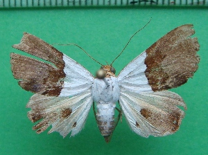  ( - KLM Lep 11800)  @11 [ ] CreativeCommons - Attribution Non-Commercial Share-Alike (2018) Christian Wieser Landesmuseum K&auml;rnten