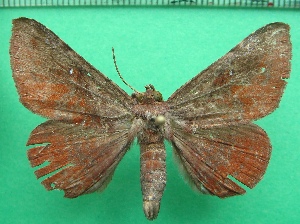  ( - KLM Lep 11828)  @14 [ ] CreativeCommons - Attribution Non-Commercial Share-Alike (2018) Christian Wieser Landesmuseum Kärnten