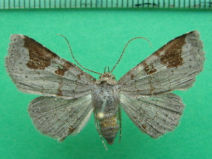  ( - KLM Lep 11844)  @14 [ ] CreativeCommons - Attribution Non-Commercial Share-Alike (2018) Christian Wieser Landesmuseum K&auml;rnten