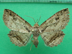  ( - KLM Lep 11847)  @11 [ ] CreativeCommons - Attribution Non-Commercial Share-Alike (2018) Christian Wieser Landesmuseum K&auml;rnten