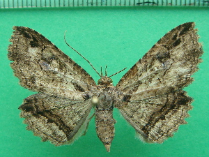  ( - KLM Lep 11849)  @11 [ ] CreativeCommons - Attribution Non-Commercial Share-Alike (2018) Christian Wieser Landesmuseum K&auml;rnten