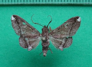  ( - KLM Lep 12012)  @11 [ ] CreativeCommons - Attribution Non-Commercial Share-Alike (2018) Christian Wieser Landesmuseum K&auml;rnten