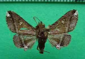  ( - KLM Lep 12060)  @11 [ ] CreativeCommons - Attribution Non-Commercial Share-Alike (2018) Christian Wieser Landesmuseum K&auml;rnten