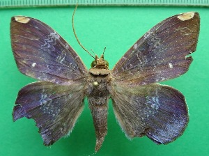  ( - KLM Lep 12077)  @11 [ ] CreativeCommons - Attribution Non-Commercial Share-Alike (2018) Christian Wieser Landesmuseum K&auml;rnten