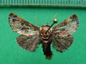  ( - KLM Lep 12738)  @11 [ ] CreativeCommons - Attribution Non-Commercial Share-Alike (2018) Christian Wieser Landesmuseum K&auml;rnten